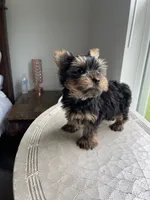 AKC Marcelo , a male Yorkshire Terrier for sale in Houston, TX – 6 of 10