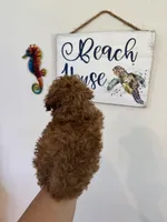 Red, a male Poodle - Toy  for sale in Houston, TX – 5 of 10