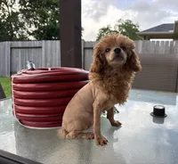 Red, a male Poodle - Toy  for sale in Houston, TX – 1 of 10