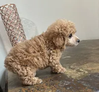 AKC RED , a male Poodle - Toy  for sale in Houston, TX – 6 of 9