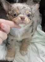 AKC Biscuit , a male Chihuahua for sale in Houston, TX – 2 of 9