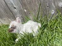 Blue Eye Merle, a female Yorkshire Terrier for sale in Houston, TX – 7 of 10