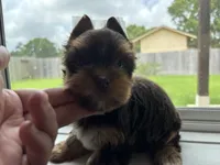CKC Truffles, a male Yorkshire Terrier for sale in Houston, TX – 9 of 10