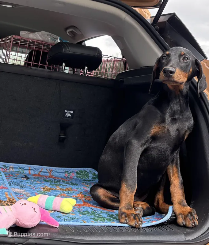 Diamond  – Doberman Pinscher puppy for sale in Houston, TX