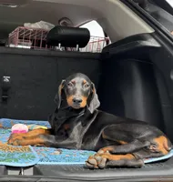 Diamond , a female Doberman Pinscher for sale in Houston, TX – Photo 8 of 8