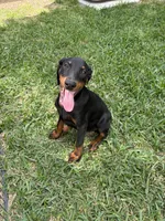 Diamond , a female Doberman Pinscher for sale in Houston, TX – Photo 3 of 8