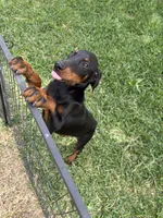 Diamond , a female Doberman Pinscher for sale in Houston, TX – Photo 2 of 8