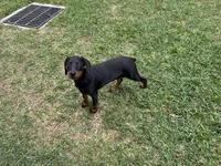 Diamond , a female Doberman Pinscher for sale in Houston, TX – Photo 6 of 8
