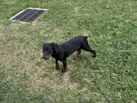 Diamond , a female Doberman Pinscher for sale in Houston, TX – Photo 5 of 8