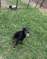 Diamond , a female Doberman Pinscher for sale in Houston, TX – Photo 4 of 8