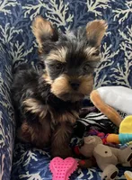 AKC Marcelo , a male Yorkshire Terrier for sale in Houston, TX – 5 of 10