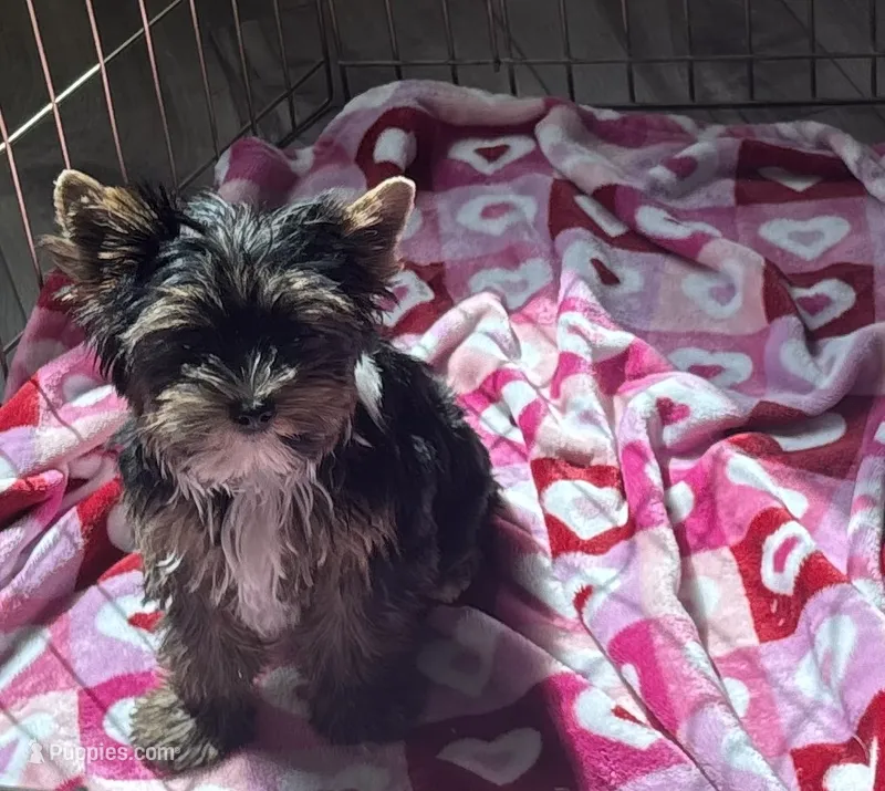 AKC Boston  – Yorkshire Terrier puppy for sale in Houston, TX