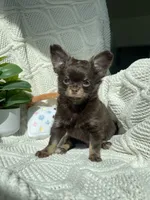AKC Pecan , a male Chihuahua for sale in Houston, TX – 2 of 10