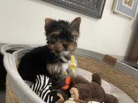AKC Dollface, a male Yorkshire Terrier for sale in Houston, TX – 10 of 10