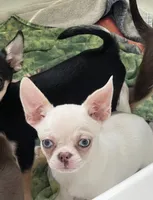 Blu , a male Chihuahua for sale in Houston, TX – 7 of 9