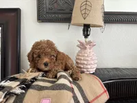 Sebastian , a male Poodle - Toy  for sale in Houston, TX – 7 of 7