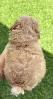 Polo, a male Poodle - Toy  for sale in Houston, TX – 2 of 6