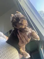 AKC Chocolate , a male Yorkshire Terrier for sale in Houston, TX – 9 of 9
