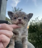AKC Biscuit , a male Chihuahua for sale in Houston, TX – 4 of 9