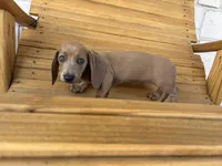 Peaches, a female Miniature Dachshund for sale in Houston, TX – Photo 10 of 10