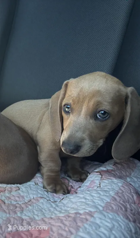 Peaches – Miniature Dachshund puppy for sale in Houston, TX