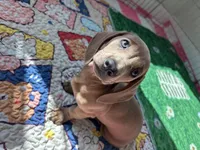 Peaches, a female Miniature Dachshund for sale in Houston, TX – Photo 5 of 10