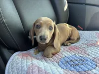 Peaches, a female Miniature Dachshund for sale in Houston, TX – Photo 2 of 10