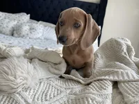 Peaches, a female Miniature Dachshund for sale in Houston, TX – Photo 4 of 10