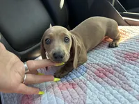 Peaches, a female Miniature Dachshund for sale in Houston, TX – Photo 8 of 10
