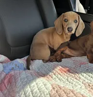 Peaches, a female Miniature Dachshund for sale in Houston, TX – Photo 6 of 10