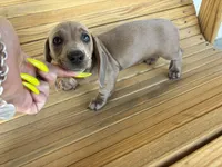 Peaches, a female Miniature Dachshund for sale in Houston, TX – Photo 9 of 10