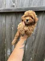 Red, a male Poodle - Toy  for sale in Houston, TX – 3 of 10