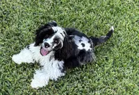 Bridge , a male Cavapoo for sale in Houston, TX – 2 of 10