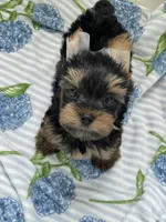 AKC Marcelo , a male Yorkshire Terrier for sale in Houston, TX – 4 of 10