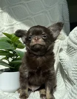 AKC Pecan , a male Chihuahua for sale in Houston, TX – 5 of 10