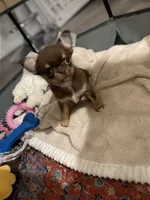 AKC Benedict , a male Chihuahua for sale in Houston, TX – 10 of 10