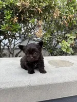 Tcup Chocolate Twix , a male Yorkshire Terrier for sale in Houston, TX – 3 of 8