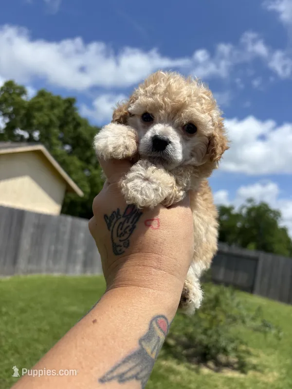XS Tiny Toy – Poodle - Toy  puppy for sale in Houston, TX