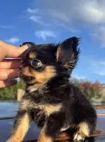 AKC Carter , a male Chihuahua for sale in Houston, TX – 4 of 7