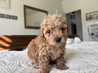 Spencer, a male Poodle - Toy  for sale in Houston, TX – 8 of 10