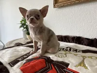 AKC Merle, a male Chihuahua for sale in Houston, TX – 9 of 9