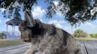 AKC DREAM , a male Chihuahua for sale in Houston, TX – 5 of 8