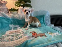 XS Olivia , a female Chihuahua for sale in Houston, TX – 9 of 10