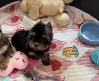  Tcup Everleigh  , a female Yorkshire Terrier for sale in Houston, TX – 5 of 10