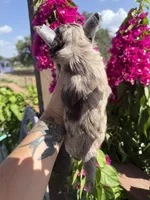 AKC DREAM , a male Chihuahua for sale in Houston, TX – 7 of 8