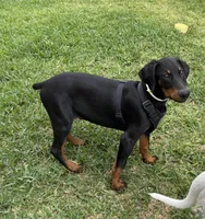 Parker, a male Doberman Pinscher for sale in Houston, TX – Photo 2 of 2