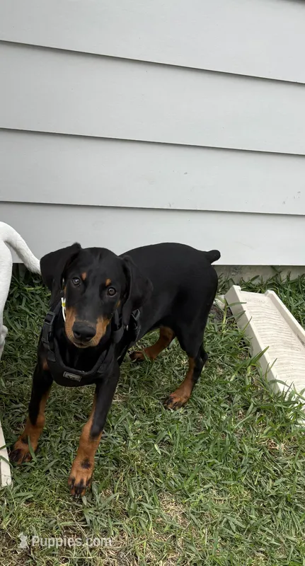 Parker – Doberman Pinscher puppy for sale in Houston, TX