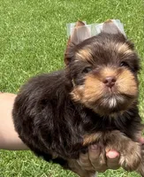 CKC Truffles, a male Yorkshire Terrier for sale in Houston, TX – 10 of 10