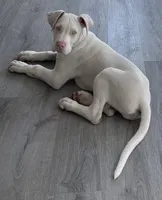 Blu , a female Great Dane for sale in Houston, TX – Photo 2 of 6