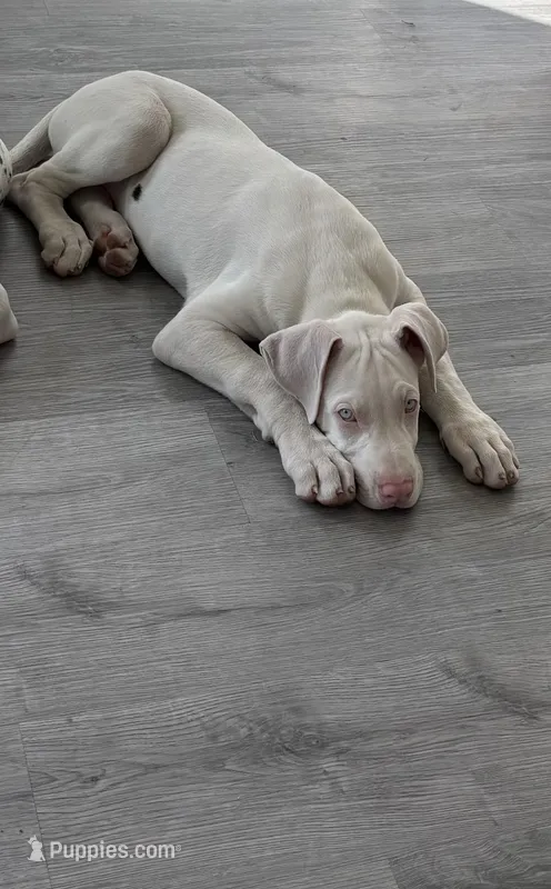 Blu  – Great Dane puppy for sale in Houston, TX